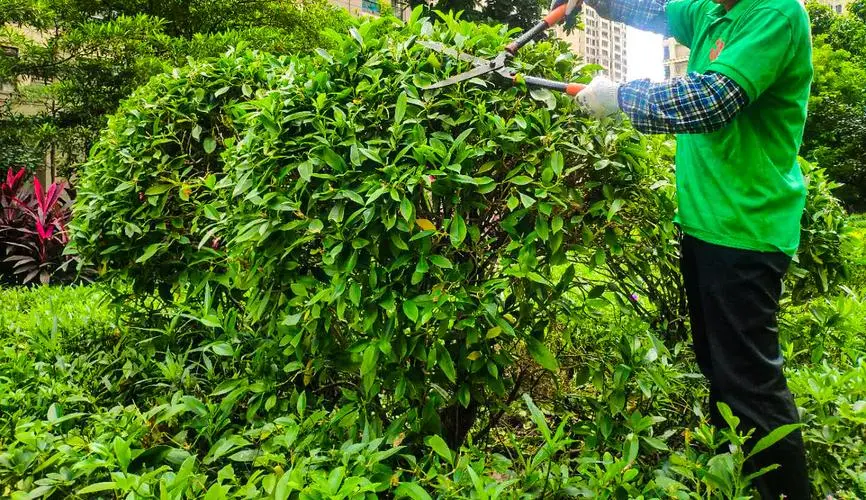 青山肖岭隧道绿化工程