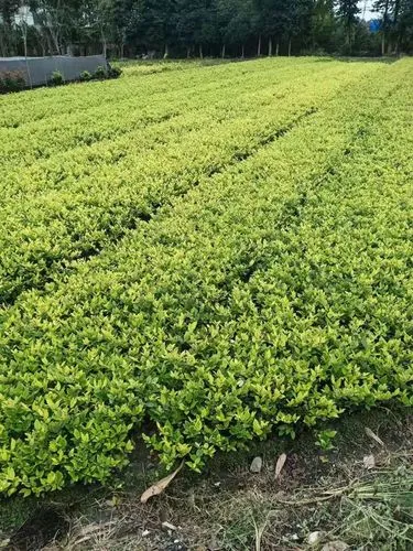 新疆城市绿化市场化养护方案