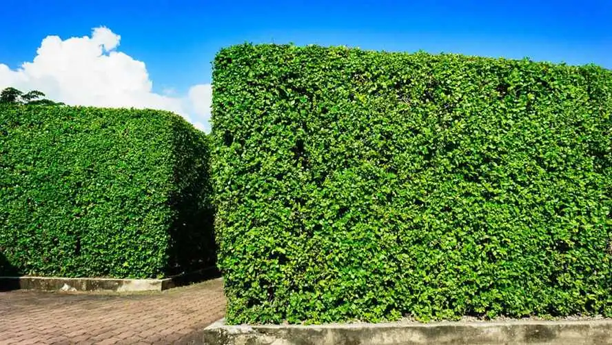 山西沉水植物绿化工程